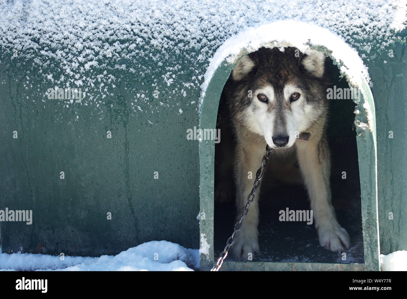 Ushuaia, Tierra del Fuego - Juli 19, 2019: Siberian Husky dog portrait auf dem Schnee im Winter Cotorras Zentrum in Ushuaia, Argentinien Stockfoto