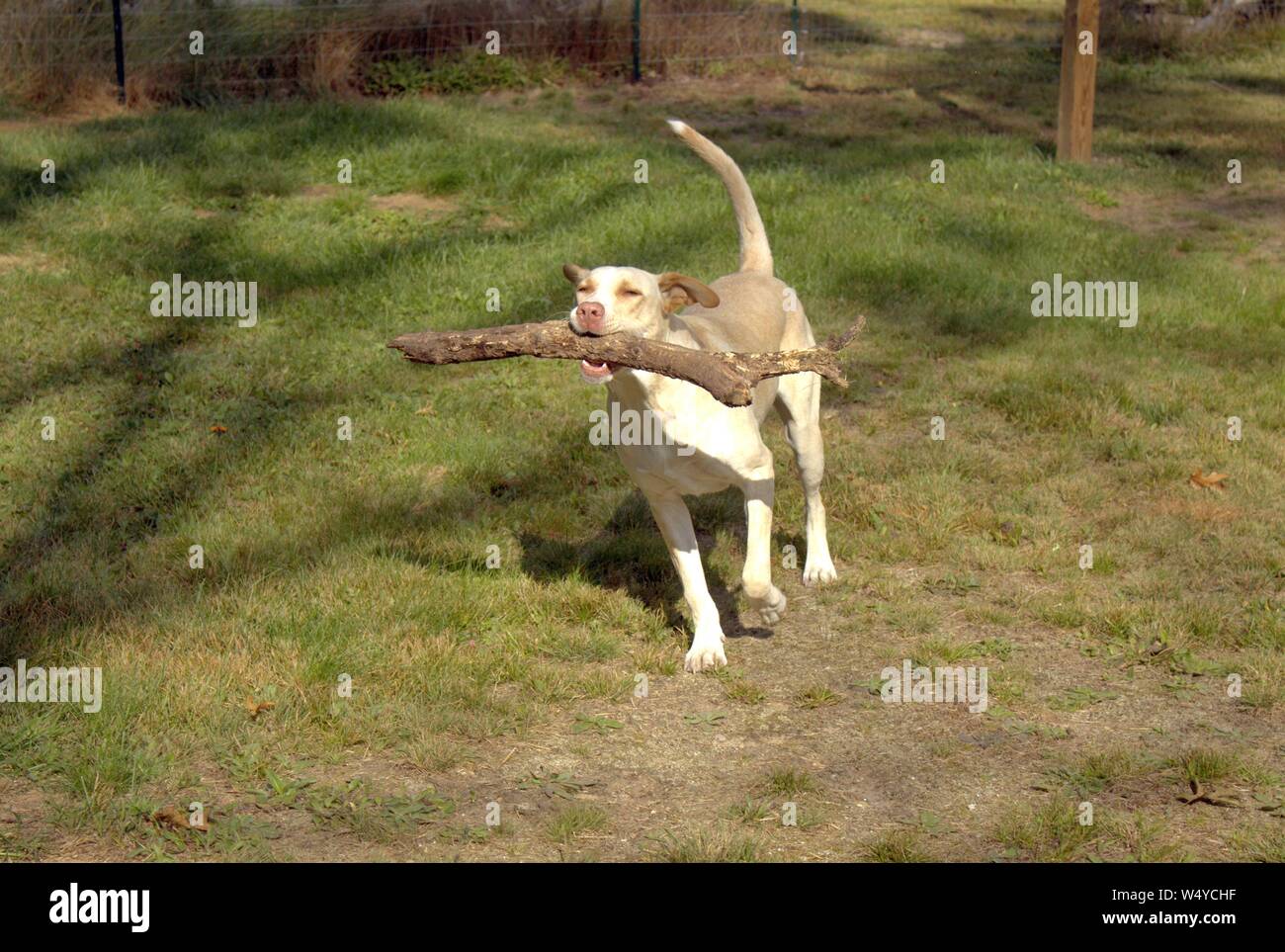 Eine Lab Mix Hund spielen Holen mit einem großen Zweig Stockfoto