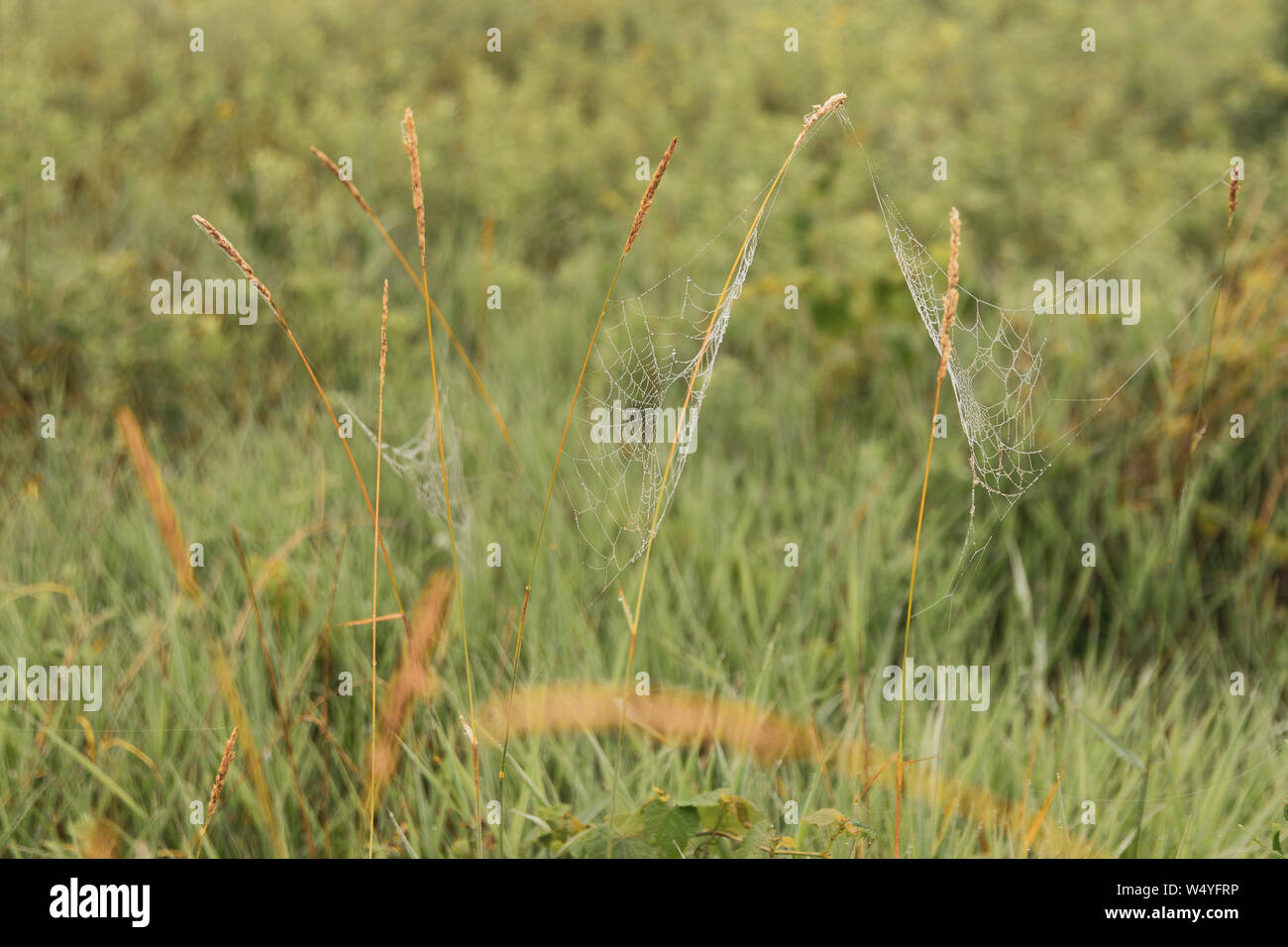 Spinnennetze Stockfoto