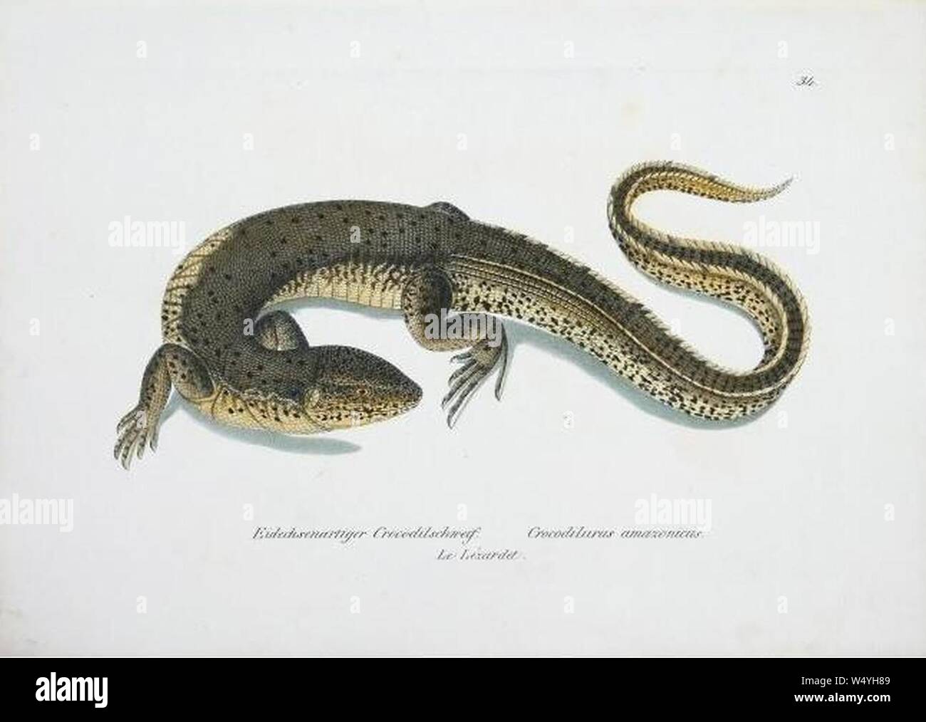 Crocodilurus amazonicus Schinz. Stockfoto