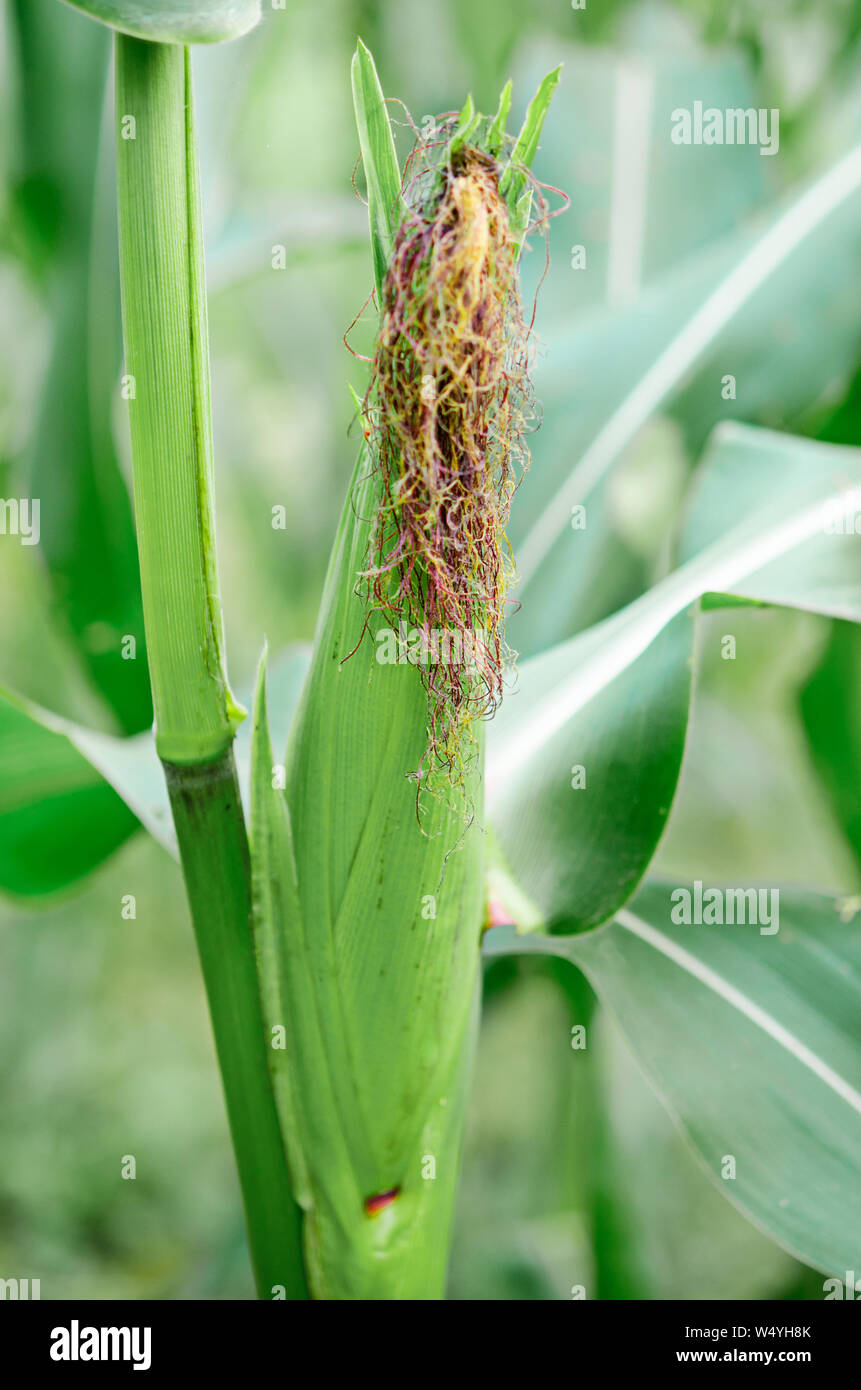 Frisches lila Mais Früchte im Kornfeld Stockfoto