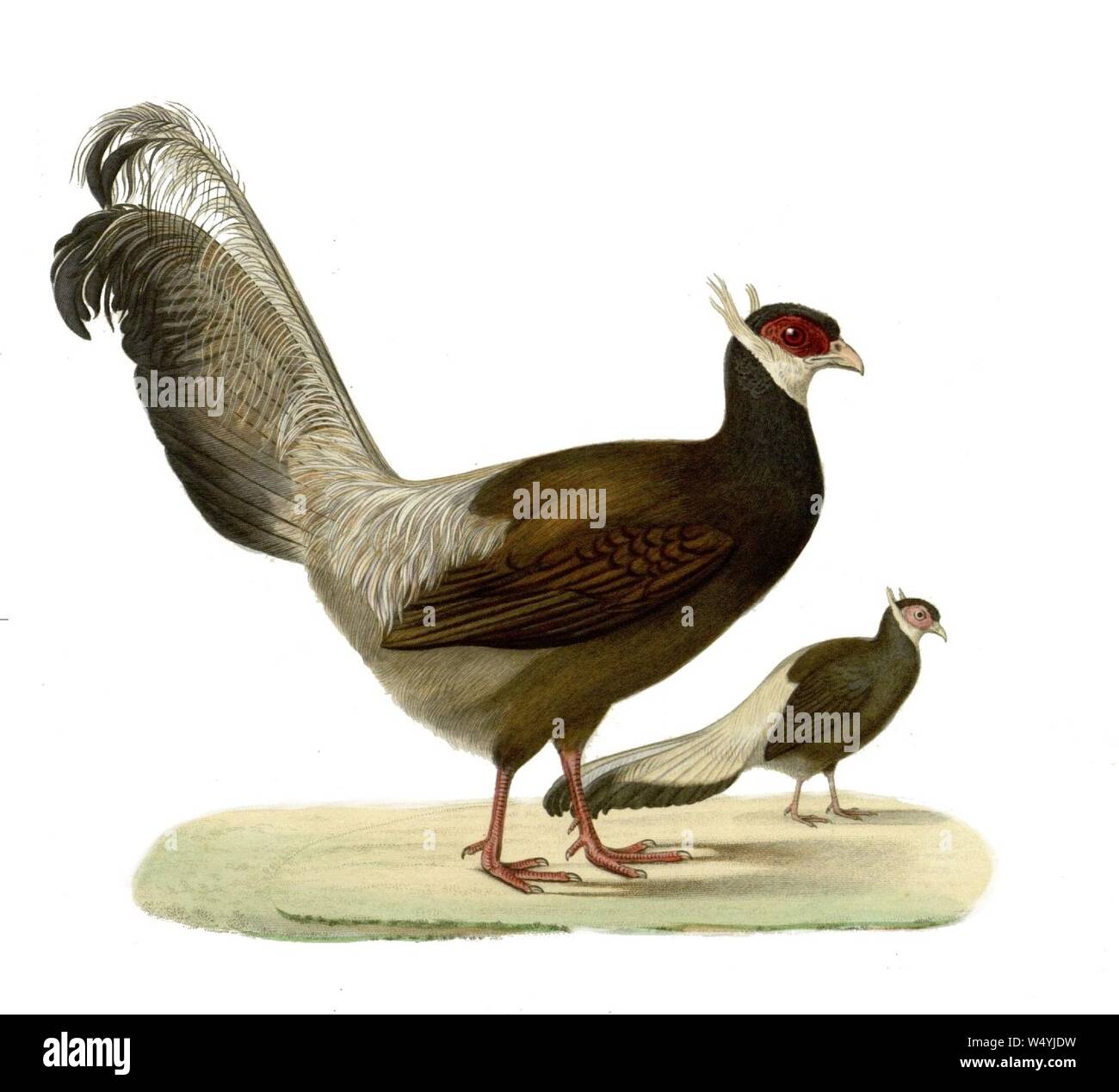 Crossoptilon auritum Fotos und Bildmaterial in hoher Auflösung Alamy