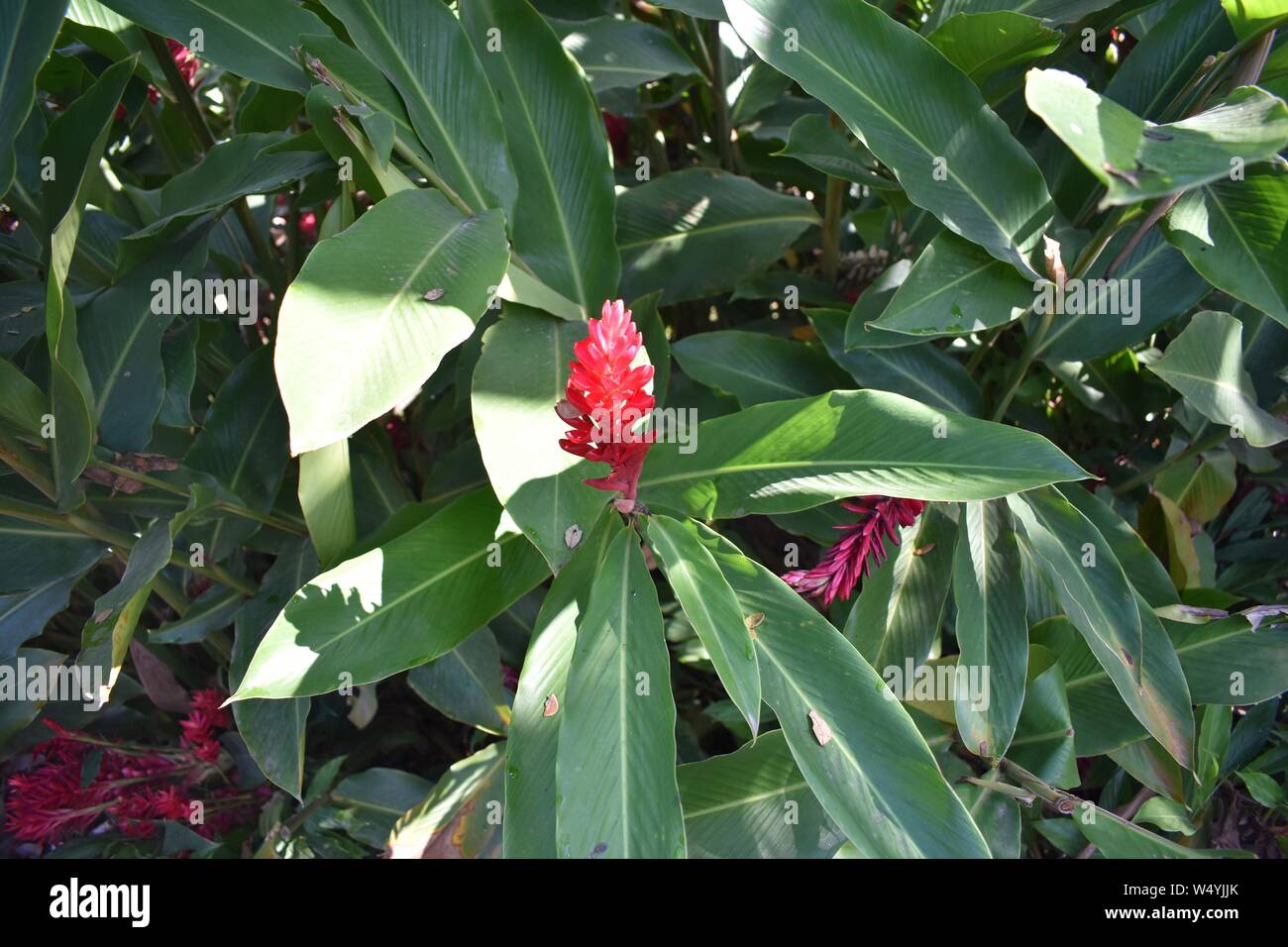 Besondere Blume, öffnen und schließen Sie bei Berührung Stockfoto