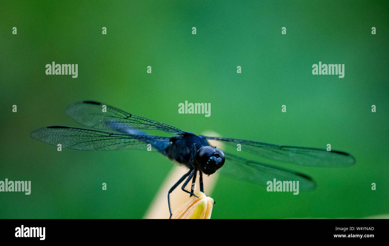 Ein Blue Dragon Fly thront auf einem Tag Lily bud im Garten, mit einem tiefen Grün Blatt hintergrund. Stockfoto