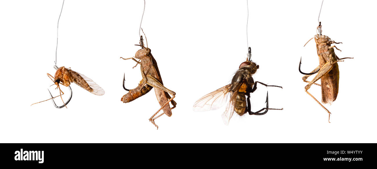 Satz von Insekt Köder am Haken auf weißem Hintergrund Stockfoto
