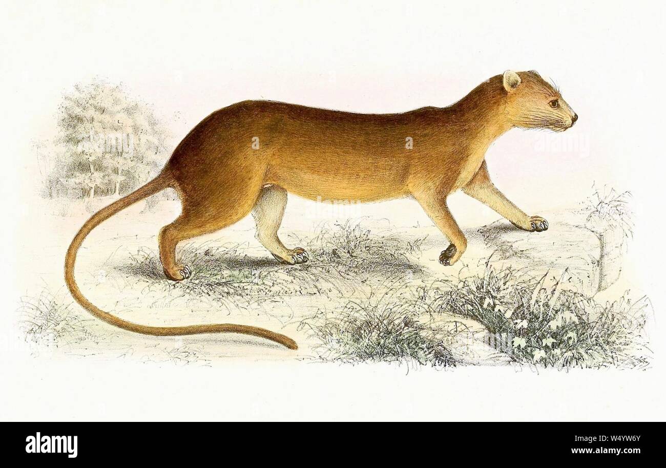Cryptoprocta ferox 1868. Stockfoto
