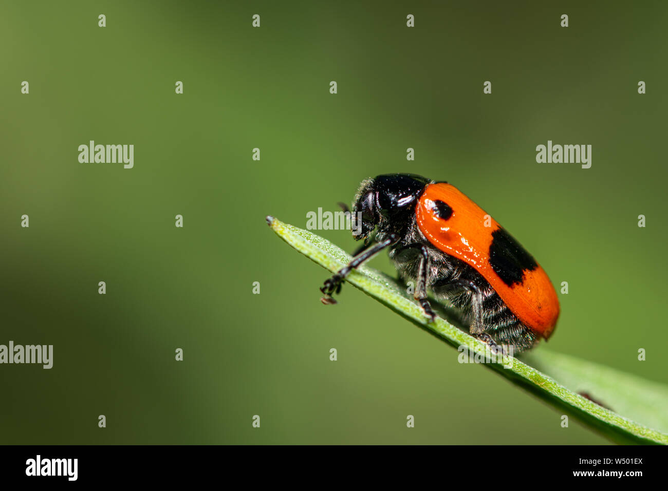 Nahaufnahme von vier - gefleckte Blätter Käfer (Clytra laeviuscula) auf einem grünen Blatt, grün Hintergrund Stockfoto