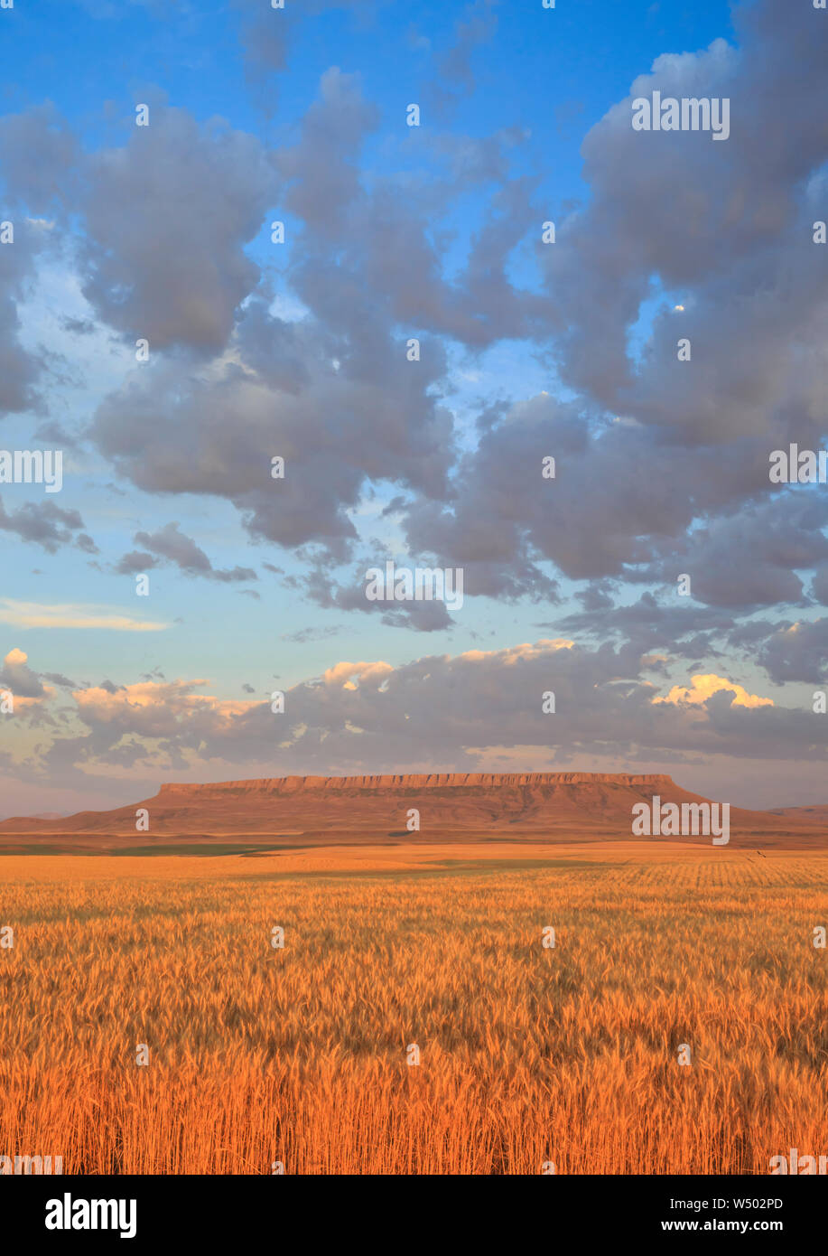 Weizen Felder unten Square Butte in der Nähe von Ulm, Montana Stockfoto