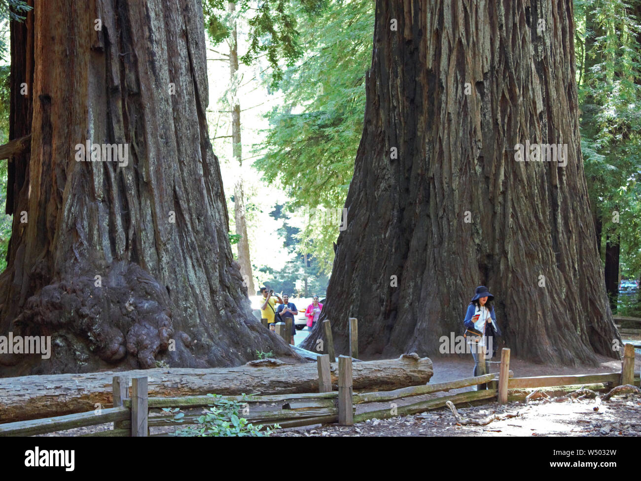 Ein Paar von Kalifornien Mammutbäume Zwerg die Frau neben Ihnen. Stockfoto