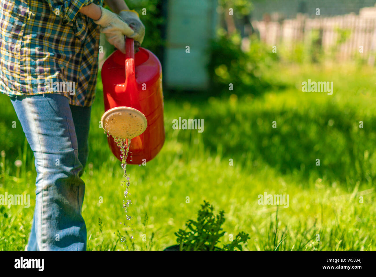 Weibliche Gärtner gießen Sie Wasser auf das Gras mit der