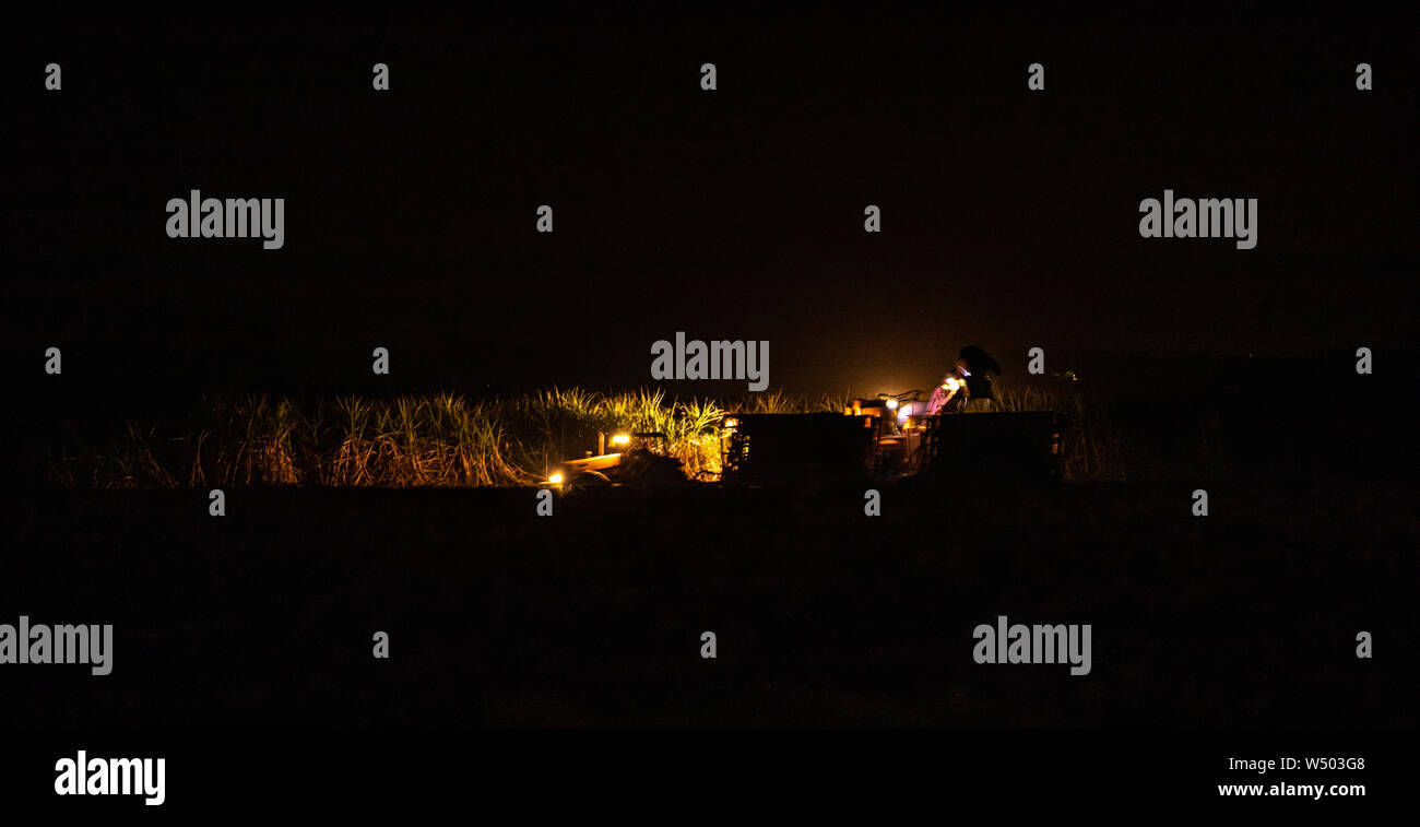 Zuckerrohr Plantage hasvest Nacht Stockfoto