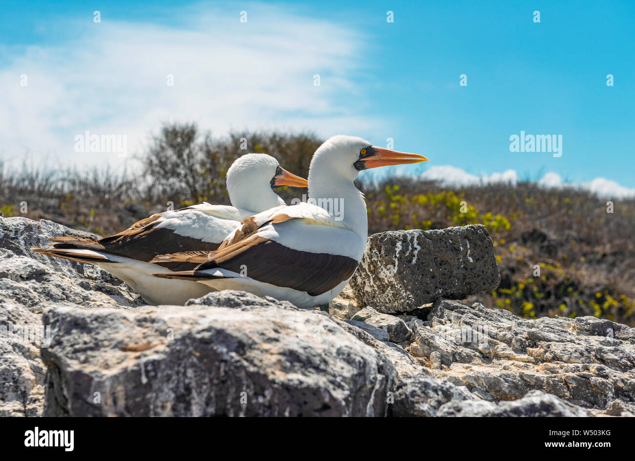 Ein paar der Nazca Tölpel (Sula Granti) während der Fortpflanzungs- und Brutzeit am Espanola Island, Galapagos Islands National Park, Ecuador. Stockfoto