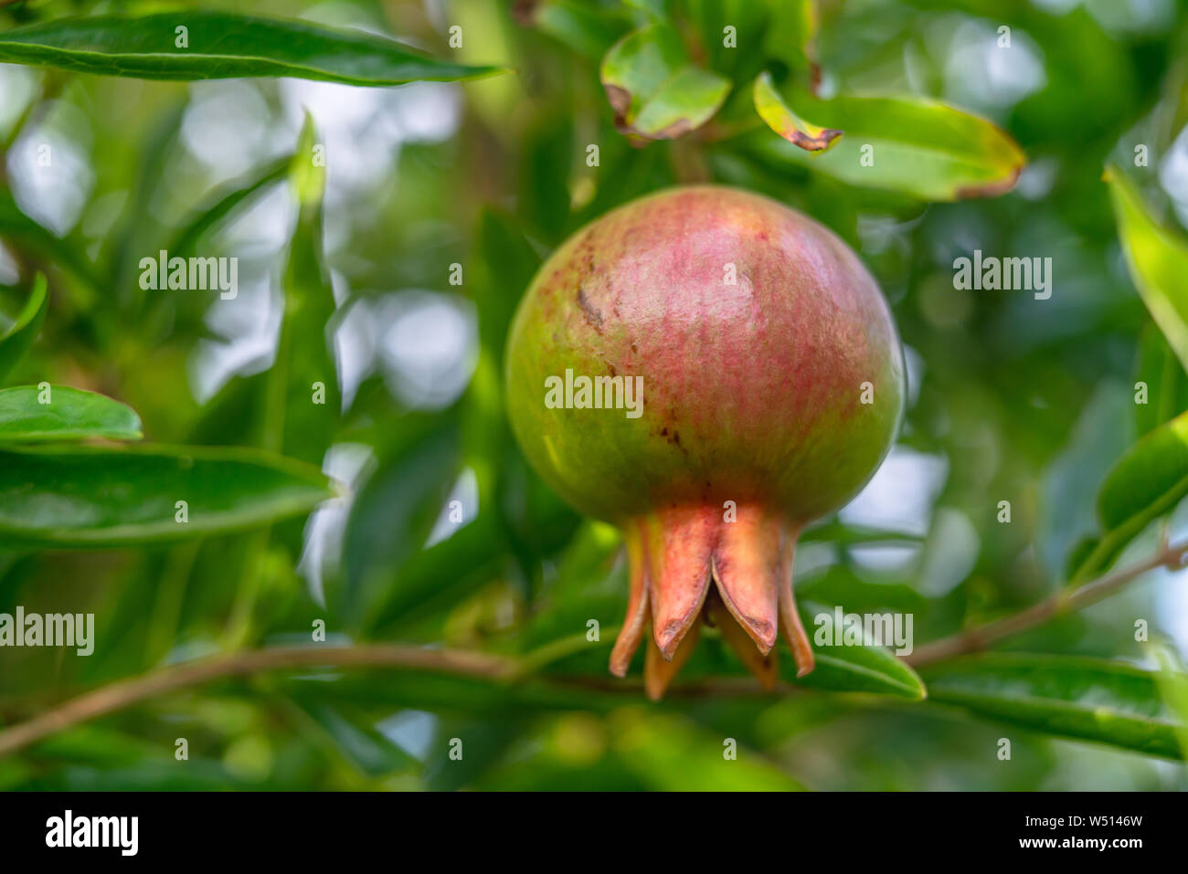 Granatapfelbaum mit Früchten. In der Nähe der Jugendlichen Granatapfel Obst Stockfoto