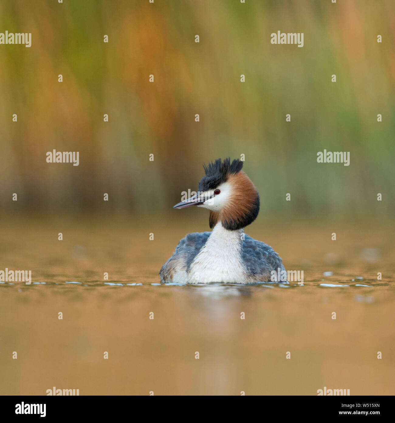 Haubentaucher/Haubentaucher (Podiceps cristatus) Schwimmen vor Schilf, typische, charakteristische Umgebung, schönes Licht, die Tier- und Pflanzenwelt Stockfoto