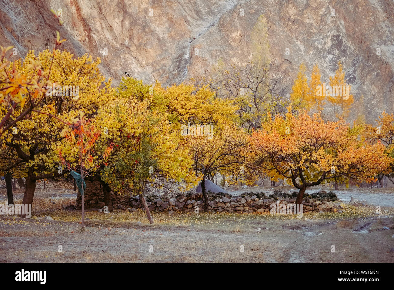 Bunte Bäume im Herbst gegen Berg im Khyber Dorf. Gilgit Baltistan, Pakistan. Stockfoto