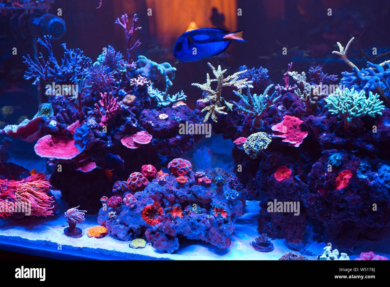 Schöne und bunte Korallen im Meerwasseraquarium. Stockfoto