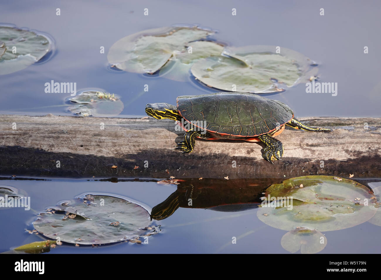 Westliche gemalte Schildkröte (Chrysemys picta) - die am weitesten verbreitete einheimische Schildkröte Nordamerikas - im Staat Washington, USA Stockfoto