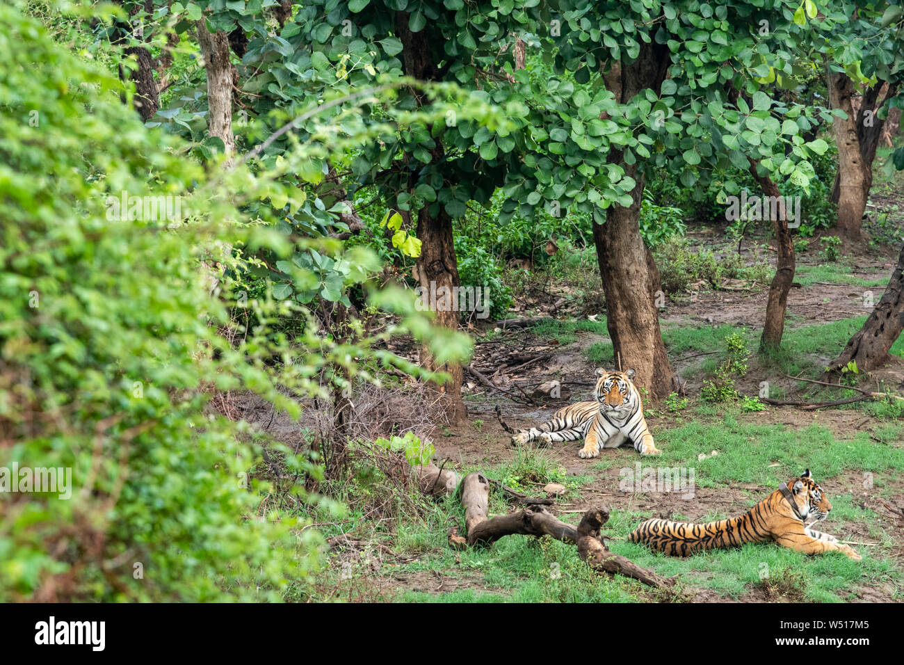 Zwei Radio oder Tracking collar Bengal Tiger oder einen passenden Paar in der schönen grünen Bäumen und Hintergrund bei Sariska Nationalpark oder Tiger Reserve, Indien Stockfoto