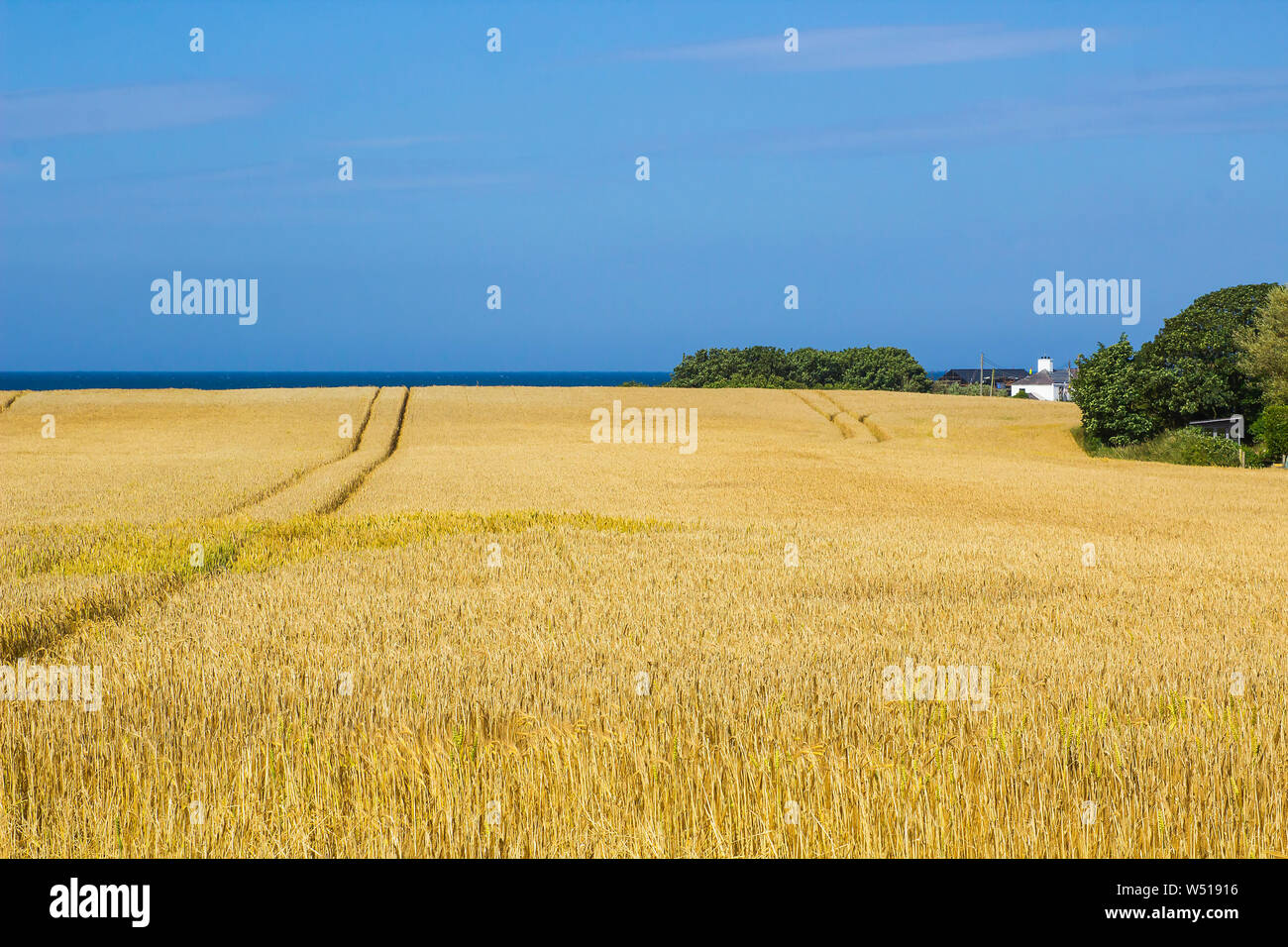 25. Juli 2019 ein Feld der goldene Gerste mit Traktor Tracks auf einer Farm in der Nähe von Groomsport Bangor Northern Ireland. Auf ein extrem heißer Tag genommen. Stockfoto