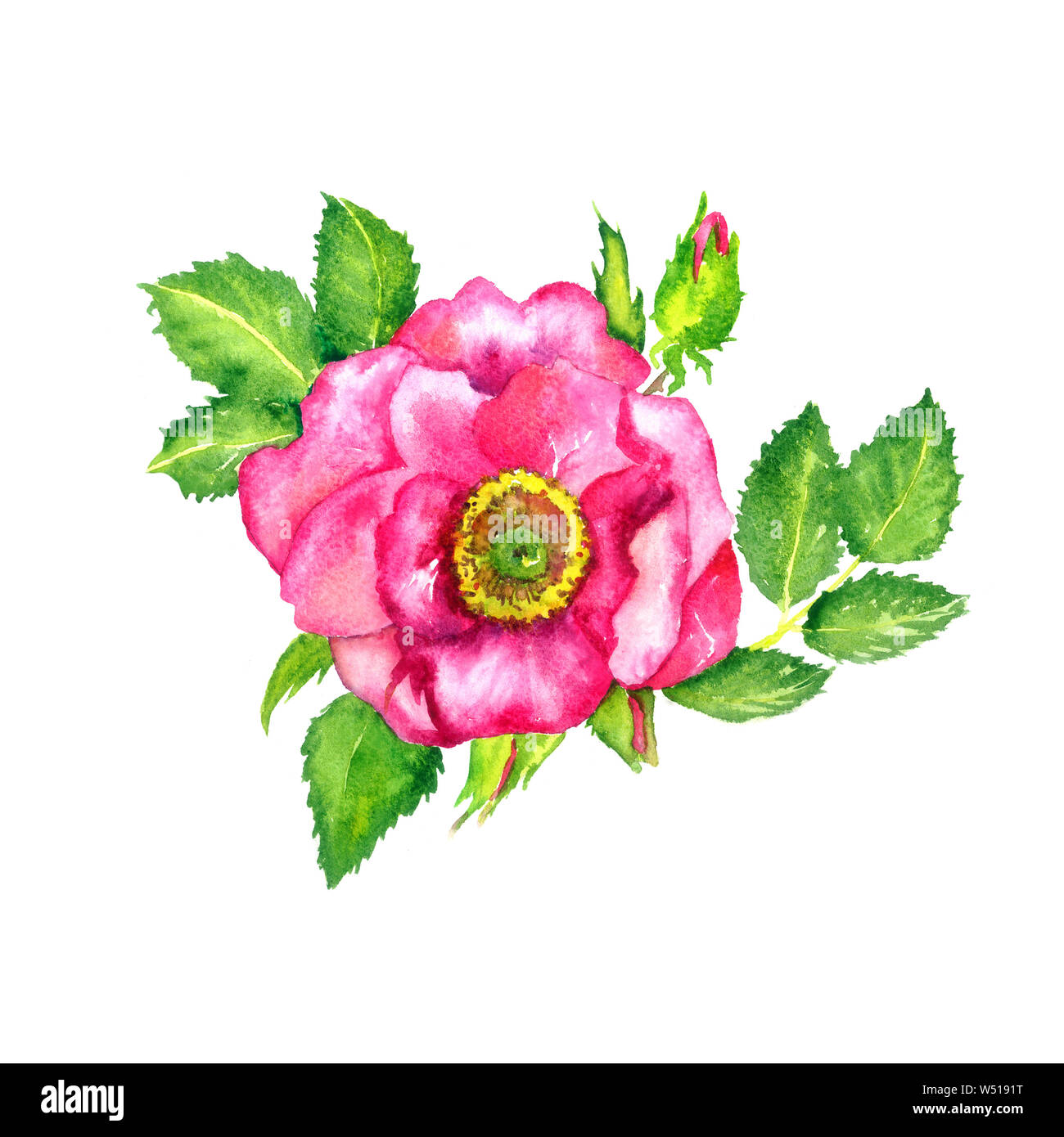 Wild Rose rosa Blume Draufsicht, Knospen und Blätter, weiße Hand isoliert gemalte Aquarell Abbildung Stockfoto