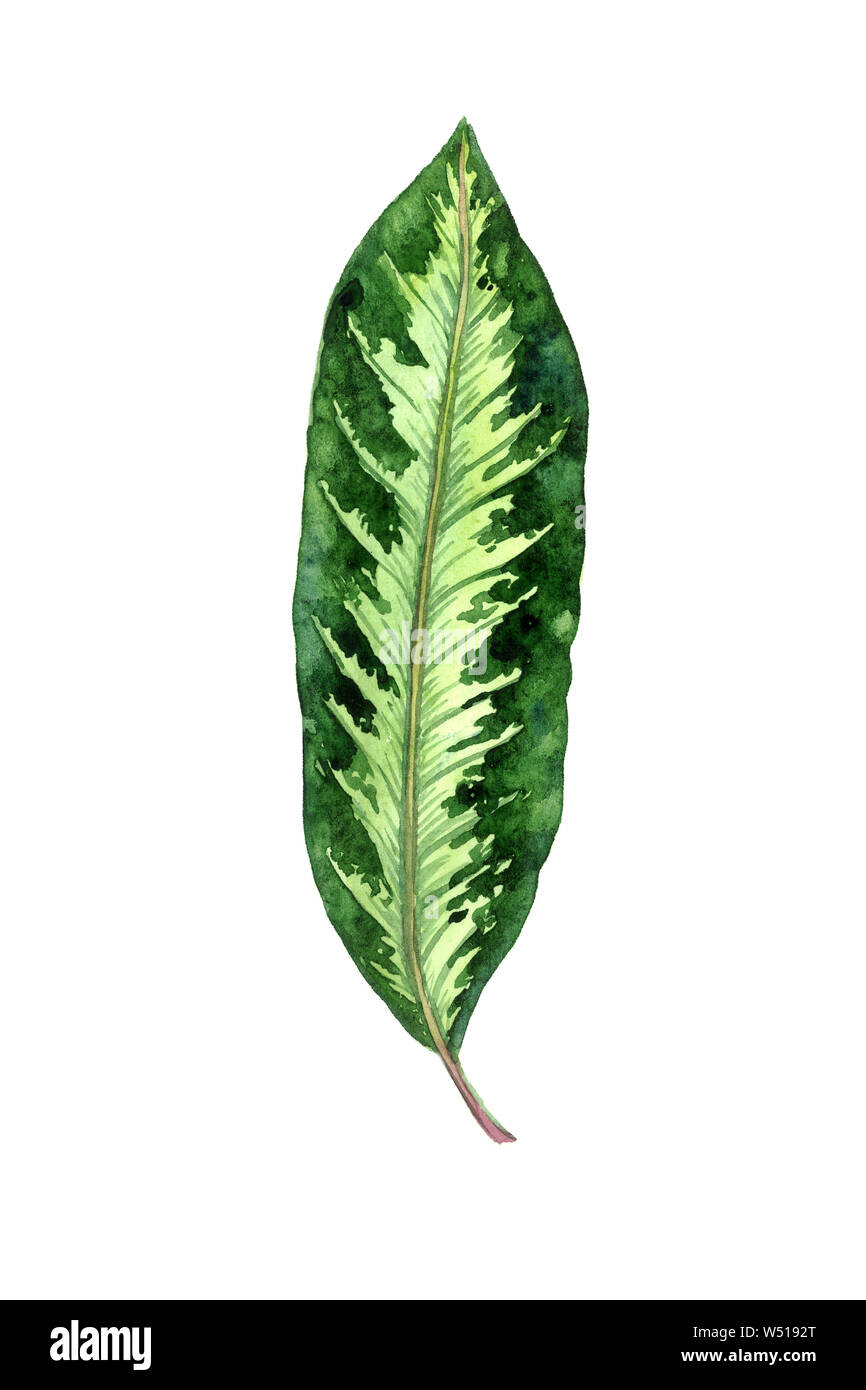 Maranta gestreifte Blatt auf weiße Hand isoliert gemalte Aquarell Illustration, Design Element für Karte, Einladung, Muster Stockfoto