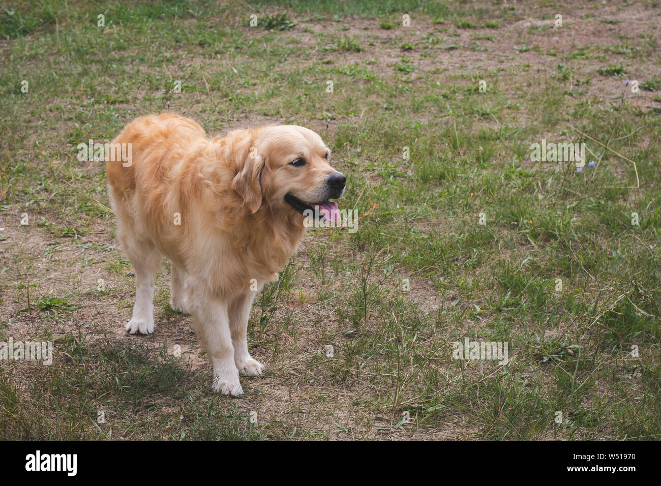Portrait von Golden Retriever mit Zunge heraus zu haften. Freudige pet, reinrassigen Hund draußen auf dem Rasen. Kopieren Sie Platz. Stockfoto