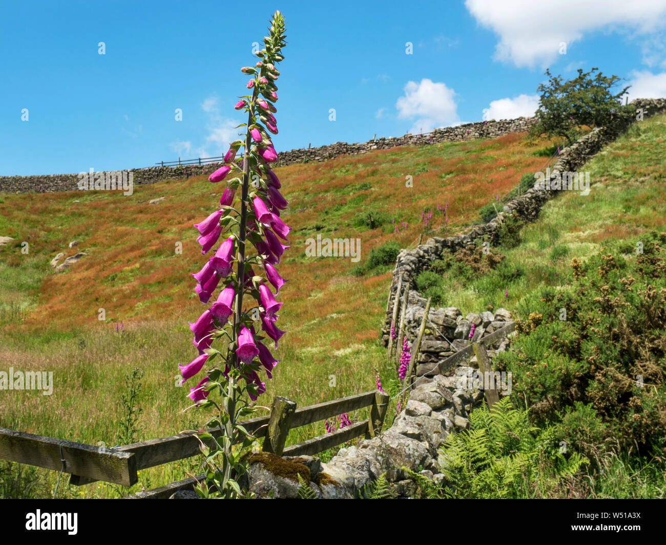 Blume Fingerhut von einer Trockenmauer in der Nähe von Knott Pateley Bridge Nidderdale North Yorkshire England Stockfoto