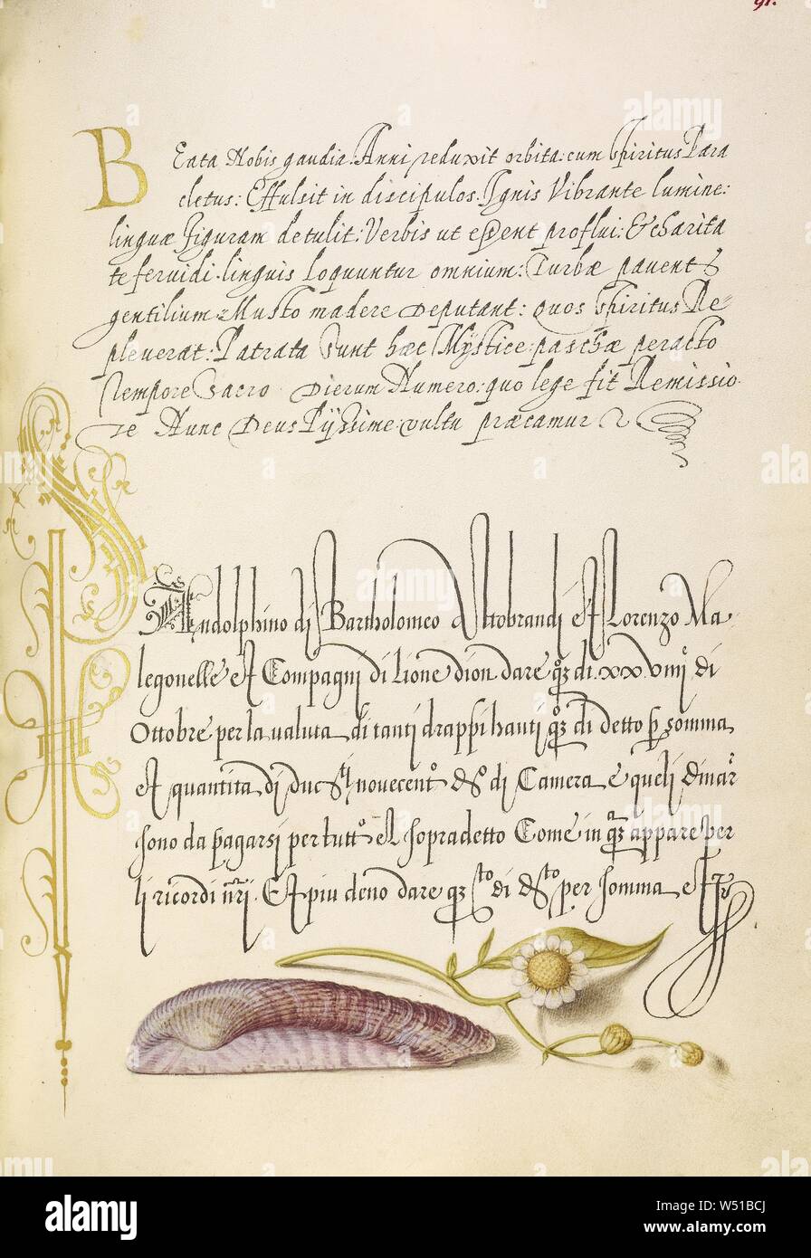 Die Arche Noah Shell und Sneezewort, joris Hoefnagel (Flämische/Ungarn, 1542-1600) und Georg Bocskay (Ungarisch, gestorben 1575), Wien, Österreich, 1561-1562, 1591-1596 Beleuchtung hinzugefügt, Aquarelle, Gold und Silber Farbe und Tusche auf Pergament, Blatt: 16,6 x 12,4 cm (6 9/16 x 4 7/8 in Stockfoto