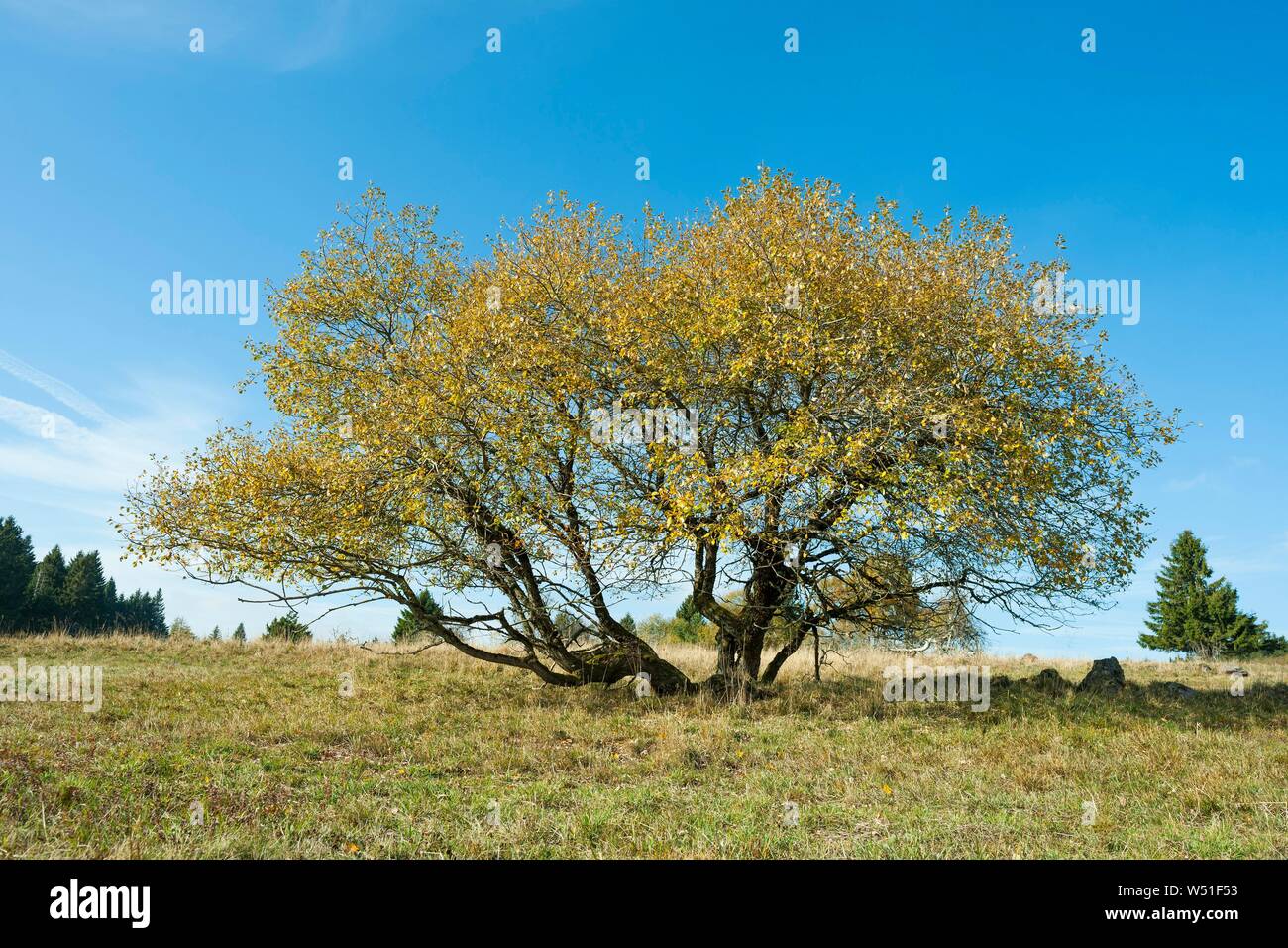 Ziege Weide (Salix caprea), herbstlich verfärbt, Biosphärenreservat Rhön, Bayern, Deutschland Stockfoto