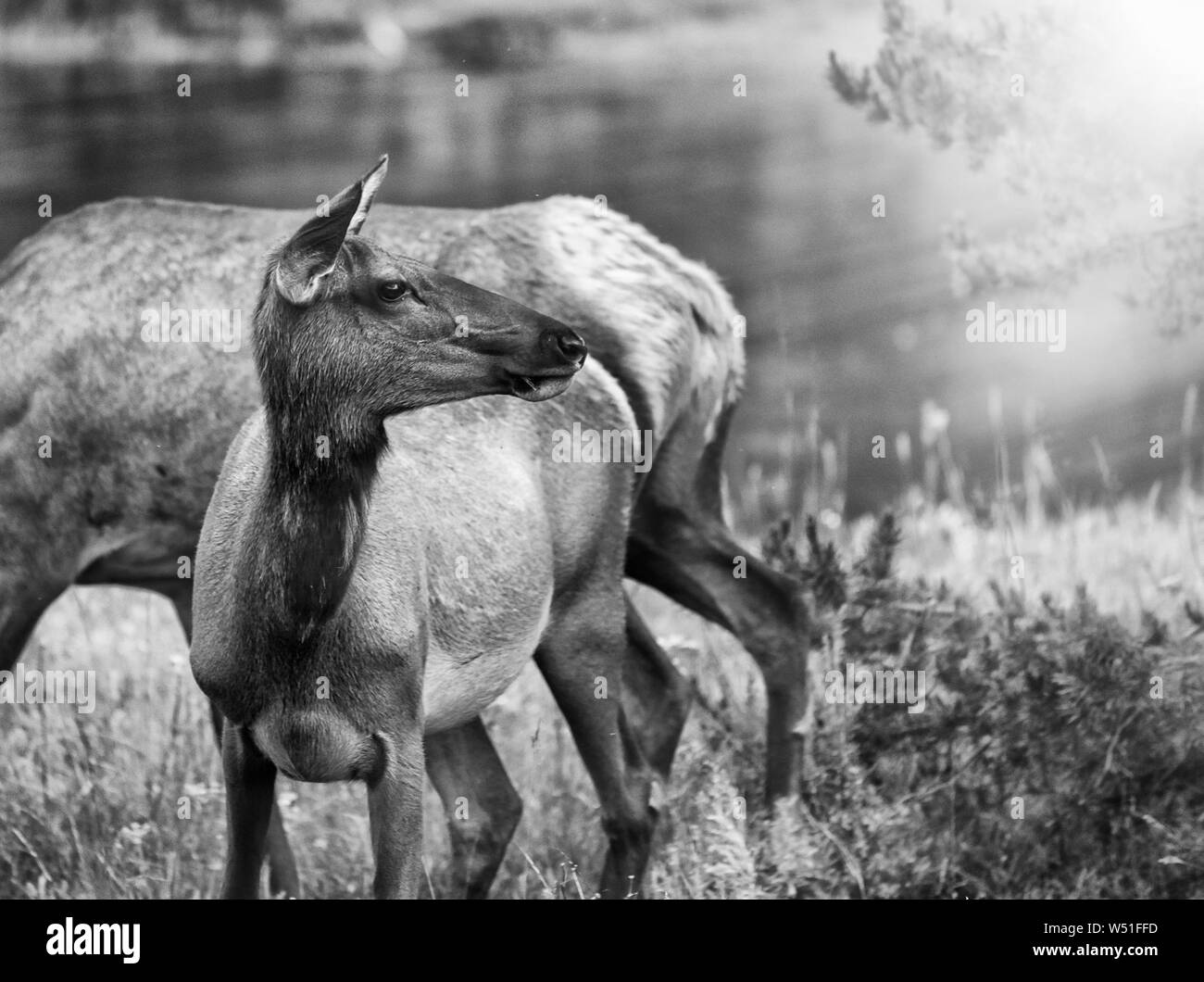 Familie Reh im Yellowstone National Park. Stockfoto