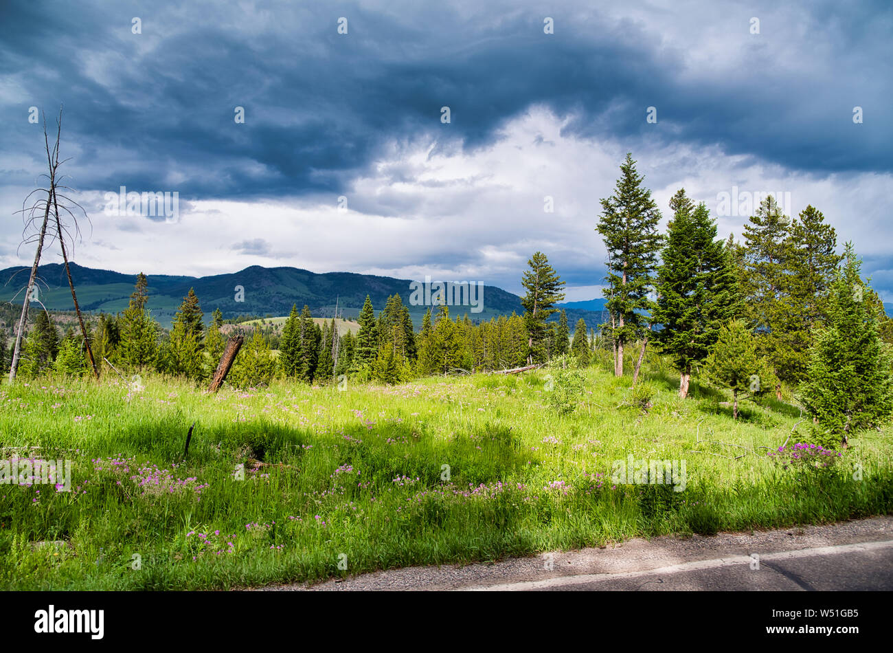 Yellowstone Wald und Bäume gegen stürmischen Himmel. Stockfoto