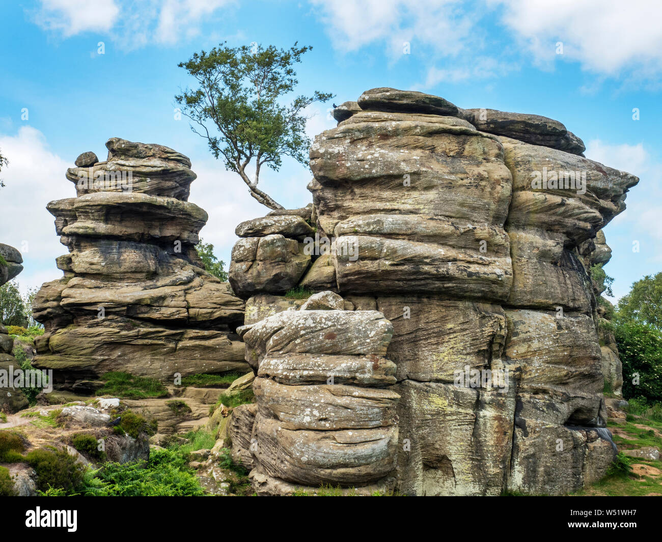 Windswept Baum und gritstone Felsformationen in der Nähe von Brimham Rocks Summerbridge Nidderdale North Yorkshire England Stockfoto