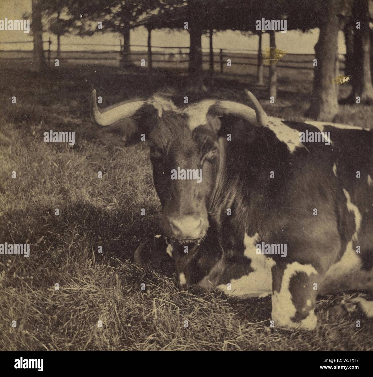 See Mahopac, NY-Kuh mit Große gebogene Hörner Festlegung auf Gras Wiese, Louis Alman & Co., ca. 1870 - 1880, Eiweiß silber Drucken Stockfoto