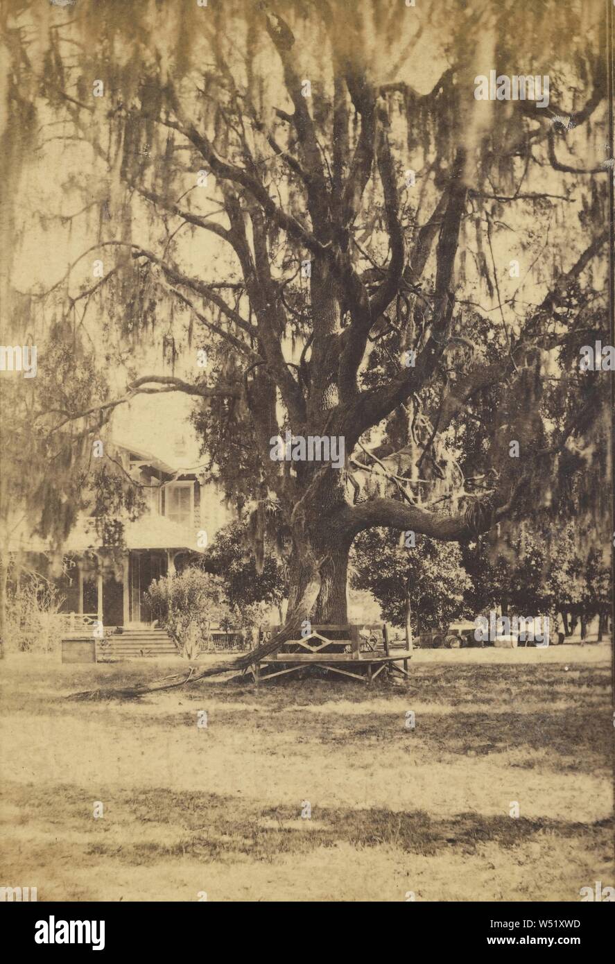 Live Oak bei Frau Alex. H. Mitchells. Florida, Unbekannten, amerikanischen, ca. 1865 - 1875, Eiweiß silber Drucken Stockfoto