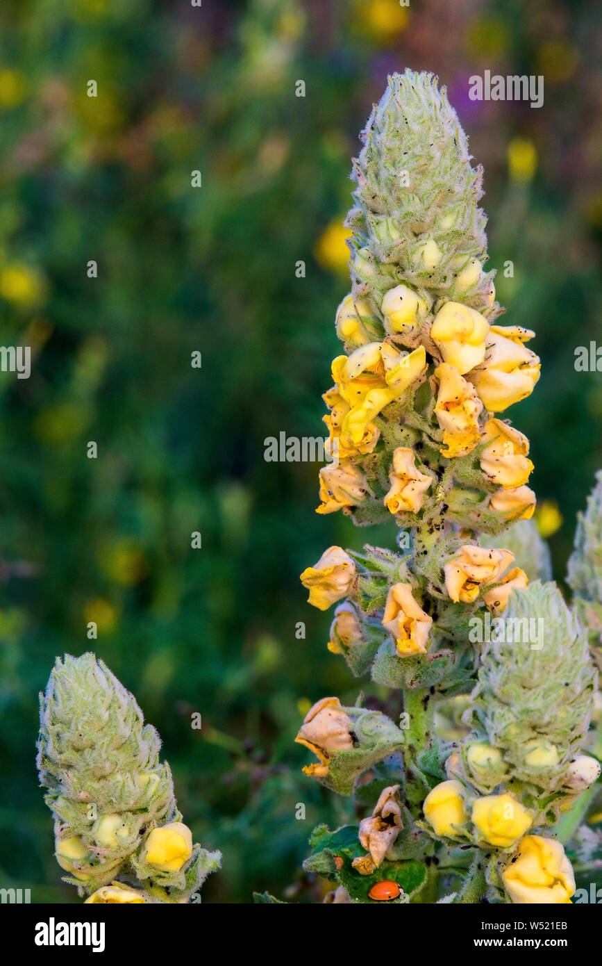 Gemeinsame königskerze oder Molène thapsus Blume. Geringe Tiefenschärfe Foto. Stockfoto