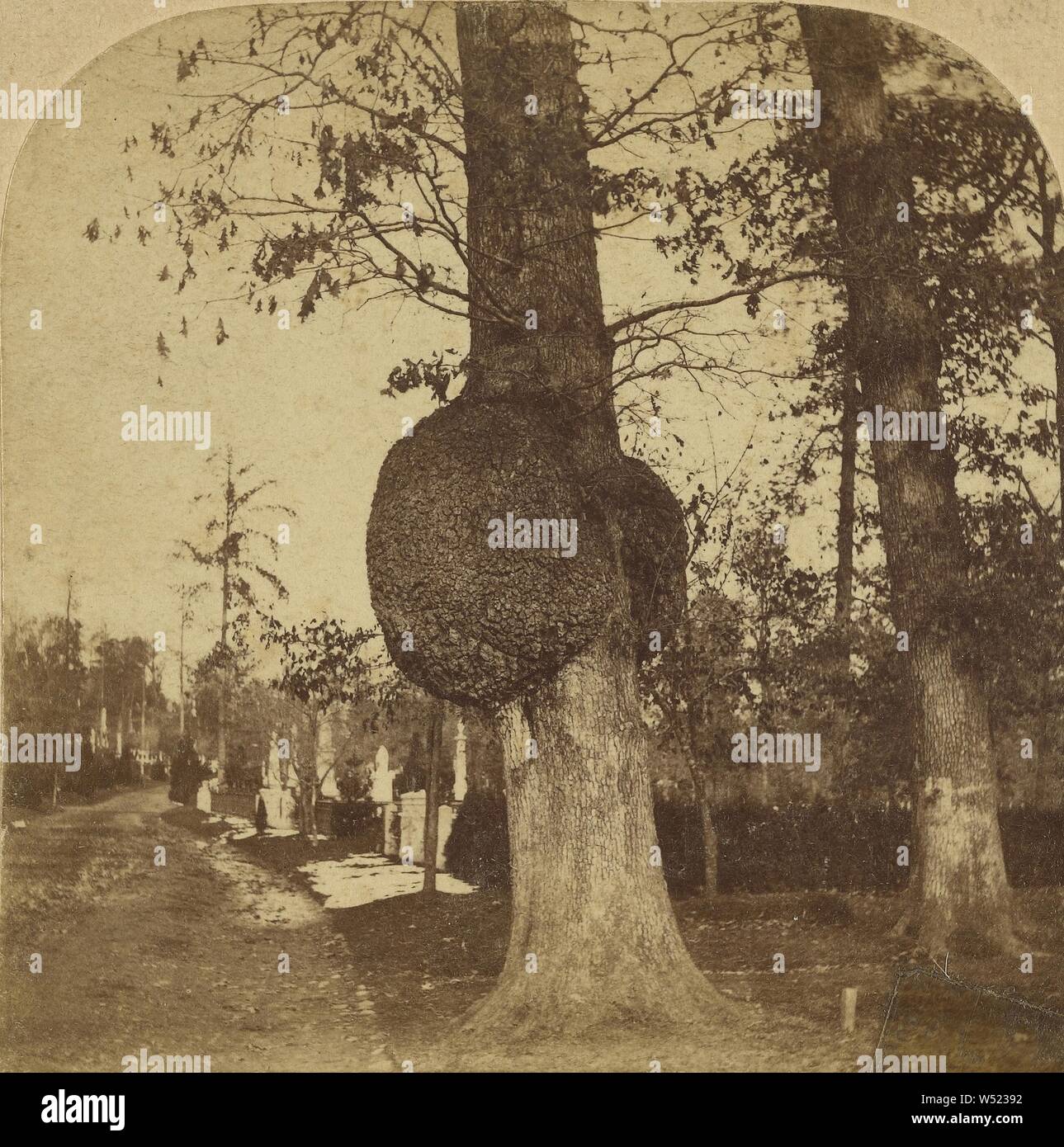 Den verknoteten Baum, Greenwood, Deloss Barnum (American, 1825-1873), über 1859, Eiweiß silber Drucken Stockfoto