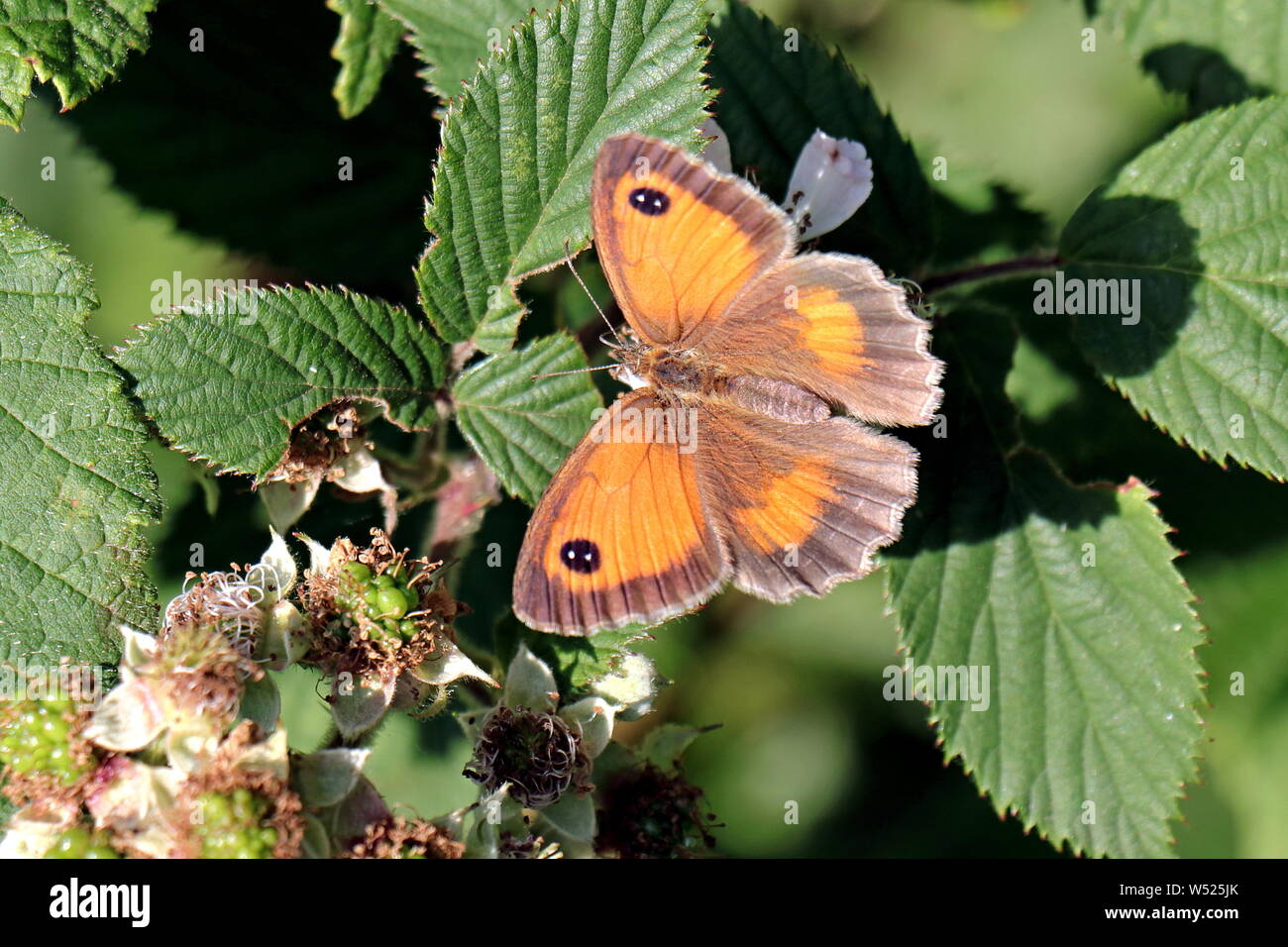 Gatekeeper Pyronia Tithonus oder Hedge Braun (nicht verwechseln mit Wiese Braun) Gemeinsame in Süd- und Osteuropa Großbritannien. Ivybridge, Devon, England. Stockfoto