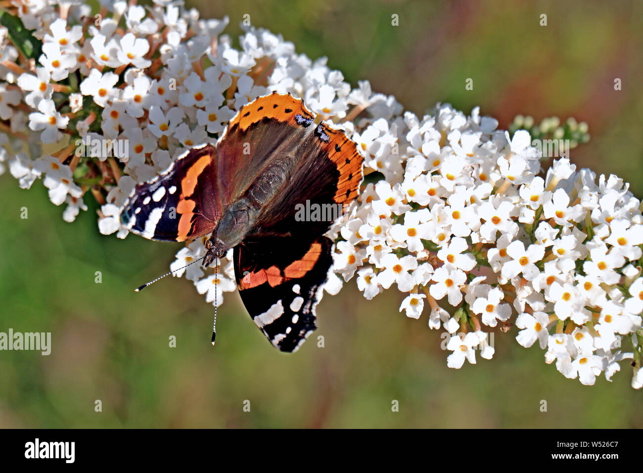 Red Admiral Vanessa atalanta, ist ein mittelgrosser Schmetterling mit schwarzen Flügeln, orange Bands, und weiße Flecken. Ivybridge Devon, England Stockfoto