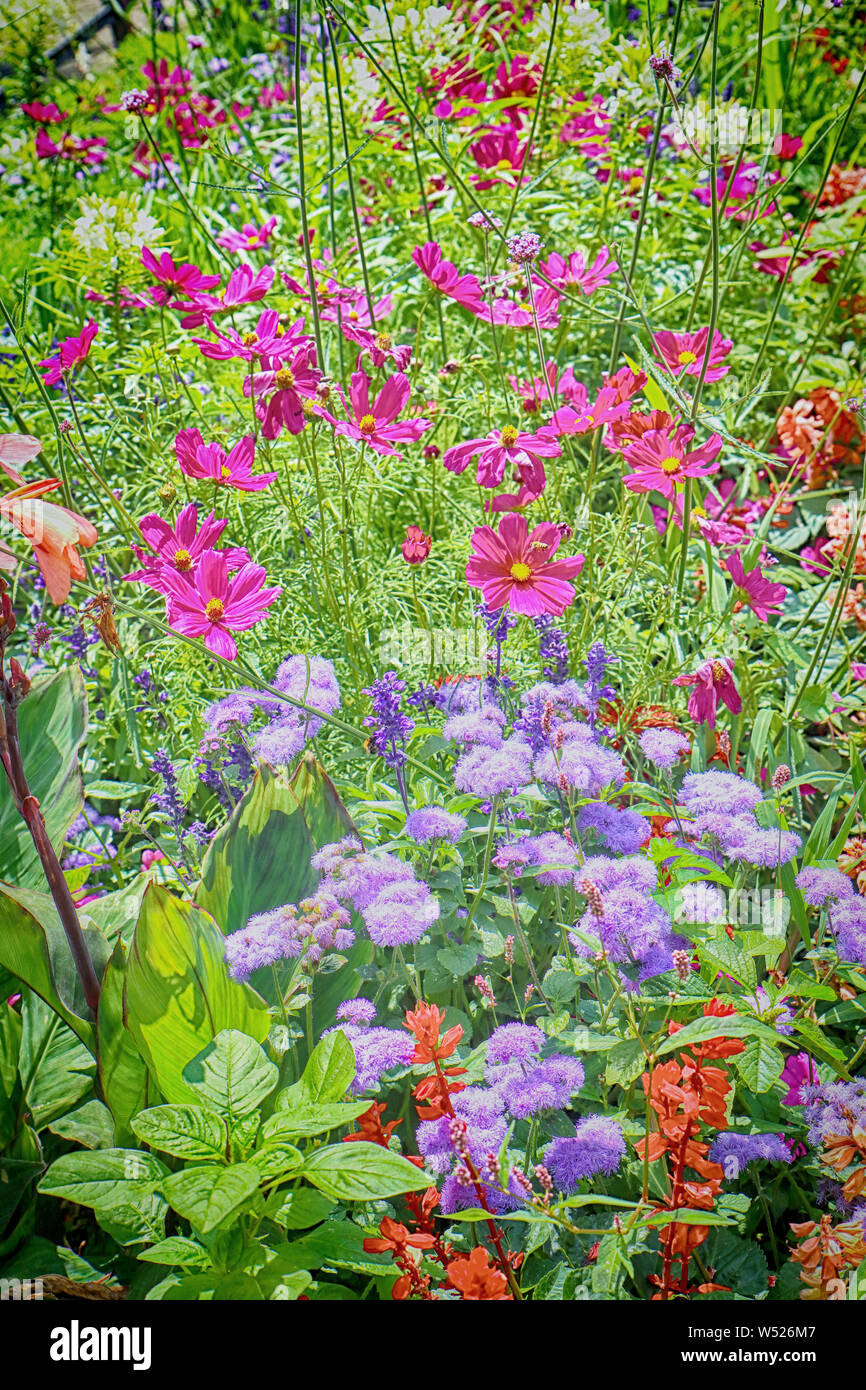 Sommer floral background mit einer Fülle von Lila Rot und Violett Blumen Stockfoto