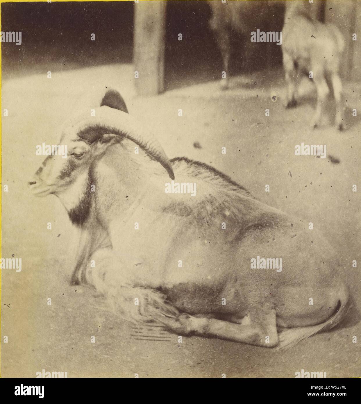 Die aoudad oder Mähnenspringer. (Ovis Tragelaphus.), Frank Haes (Englisch, 1833-1916), über 1865, Eiweiß silber Drucken Stockfoto