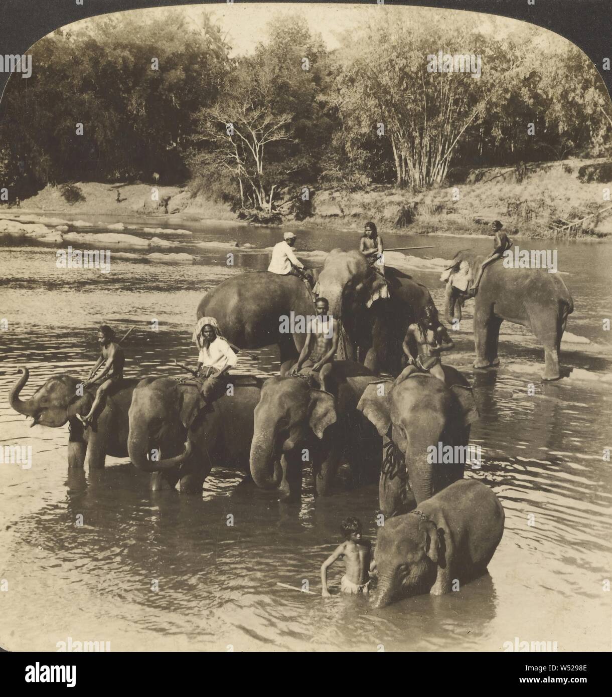 Elefantenpfleger fahren eine Herde von riesigen Tiere in einen Fluss zu trinken, Kandy, Ceylon, Hawley C. White Company 1907, Silbergelatineabzug Stockfoto