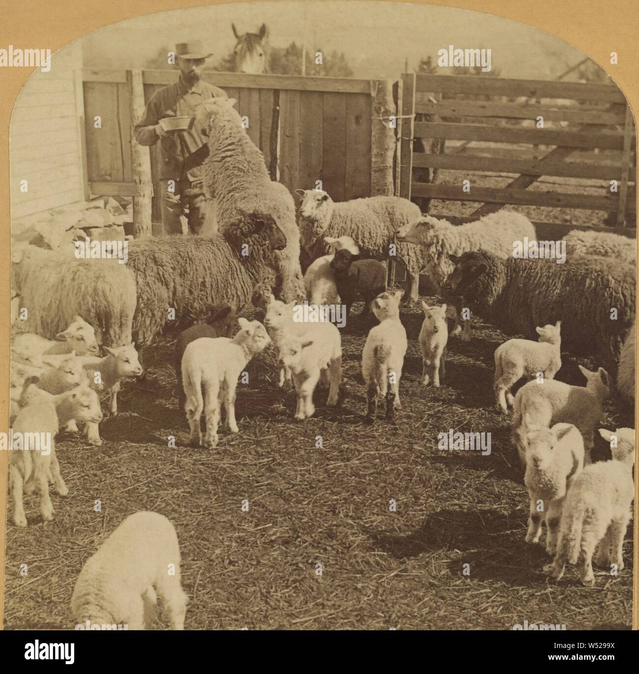 Wie ein Lamm ohne Fehl und ohne Flecken., Benjamin West Kilburn (American, 1827-1909), 1894, Eiweiß silber Drucken Stockfoto