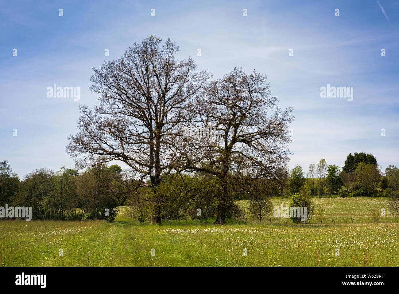 Großen Baum, auf einer Wiese entlang der Wupperweg, Börlinghausen Stockfoto