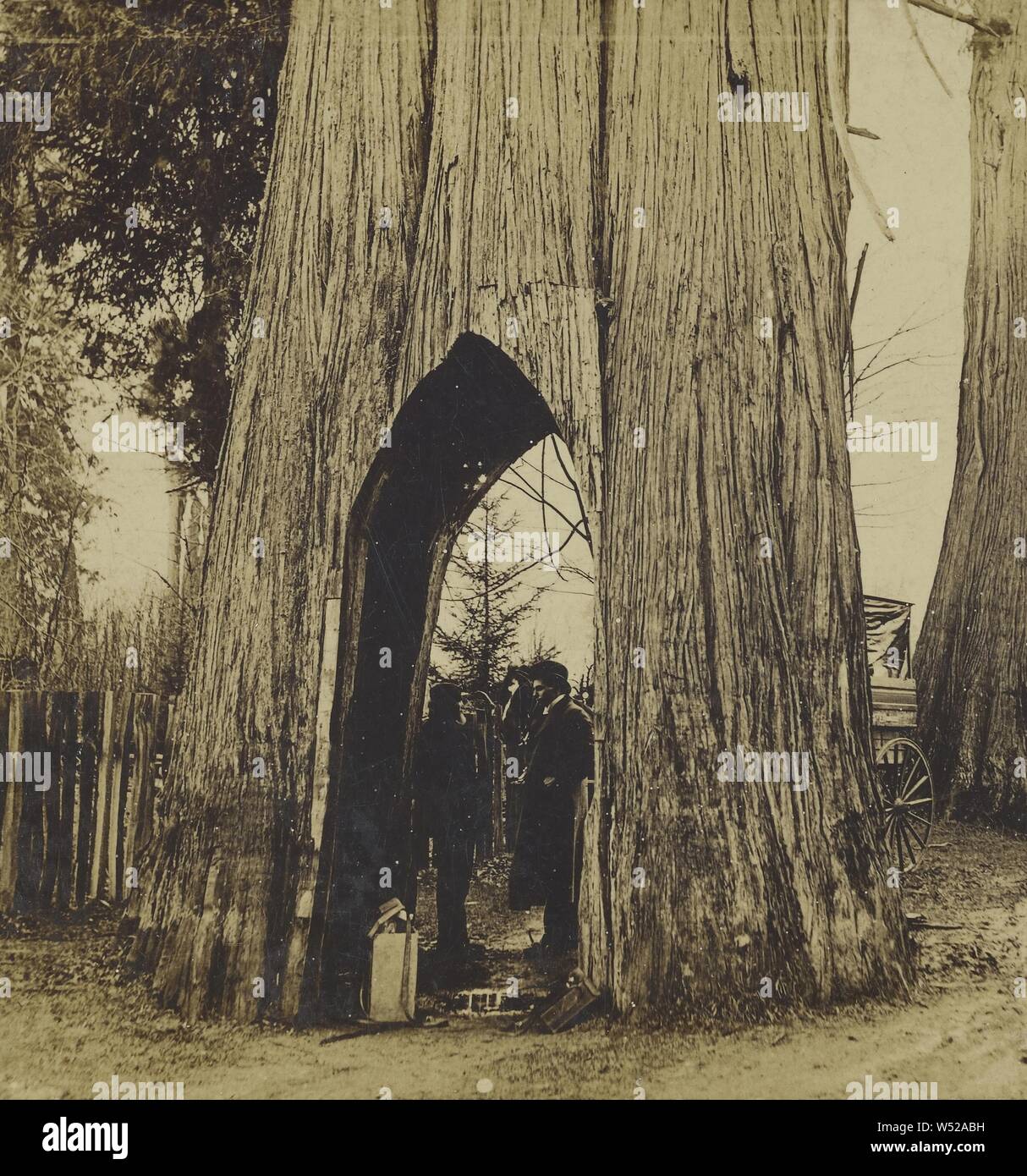 Tunnel durch Zeder, Umfang 45 ft., Darius Kinsey (American, 1869-1945), 1902, Gelatine Silber, getönten Drucken Stockfoto