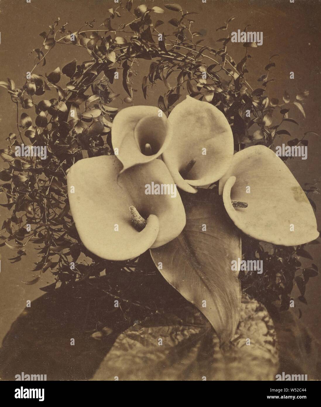 Calla Lilien, Joshua W. Molton & John S. Molton, ungefähr 1875, Eiweiß silber Drucken Stockfoto