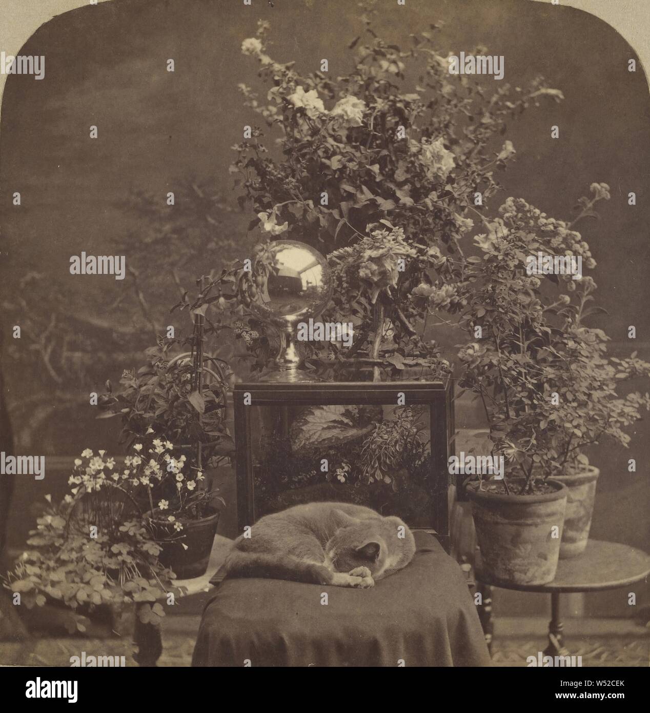 Katze schläft auf gepolsterten Stuhl, Pflanzen und Blumen im Hintergrund, G.H. Nickerson (Amerikanisch, aktive 1860s - 1880s), ca. 1875, Eiweiß silber Drucken Stockfoto