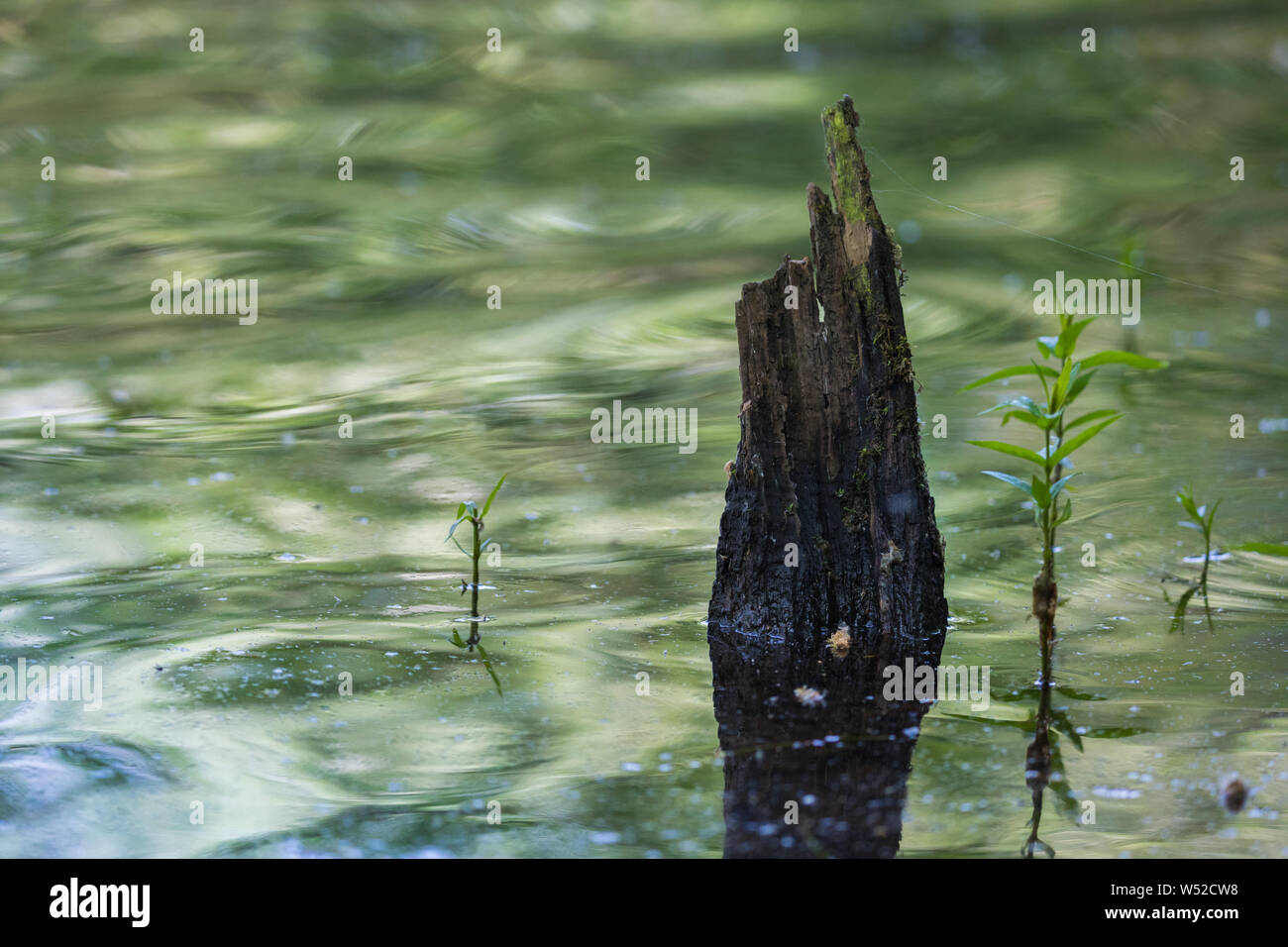 Die farben der Bäume sich im Wasser der Brucher Talsperre Stockfoto