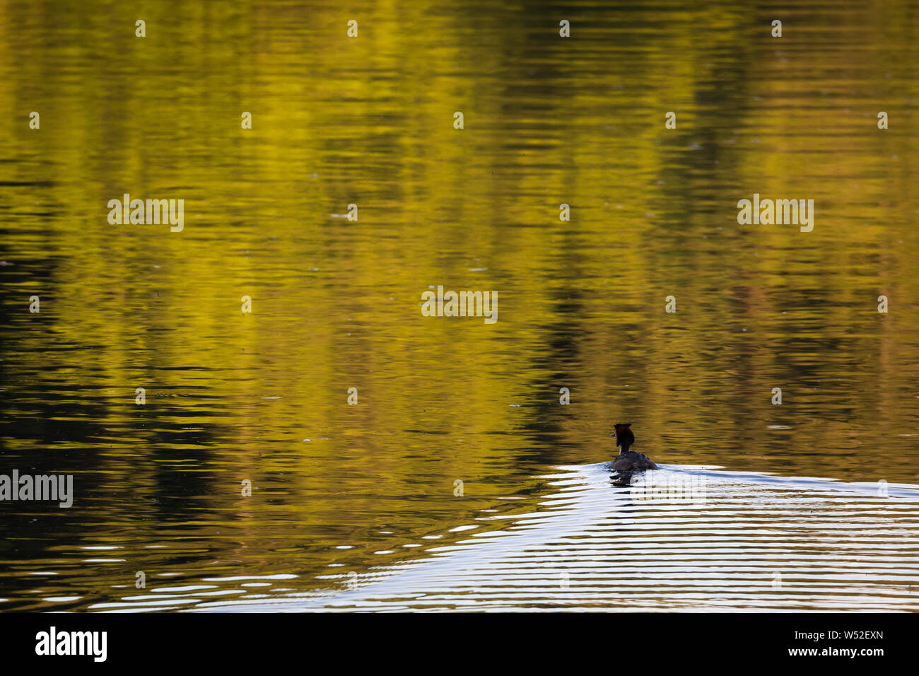 Die farben der Bäume sich im Wasser der Brucher Talsperre Stockfoto