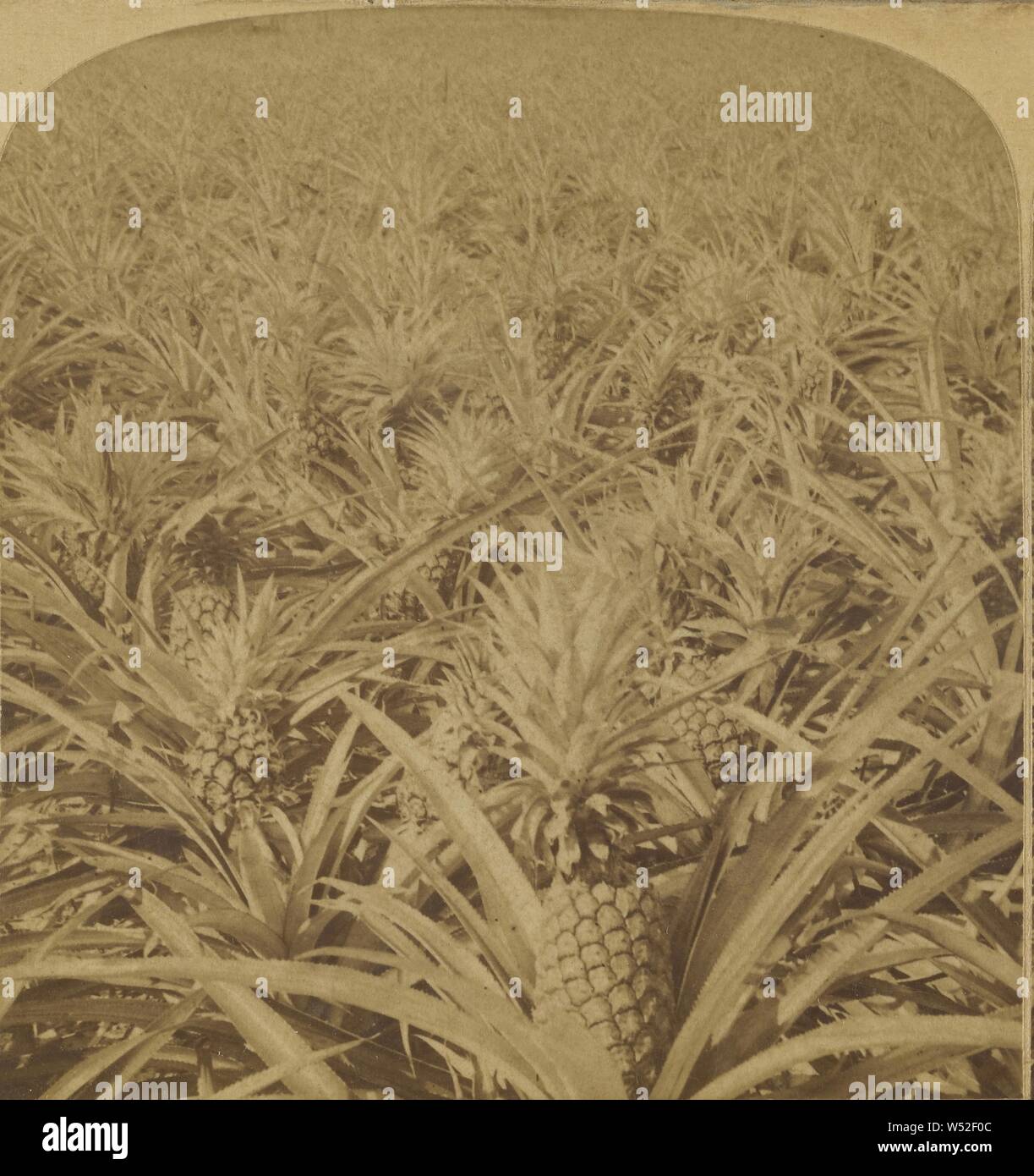 Wo die saftige Ananas wächst, Florida, USA/A Pine Apple Plantation, Florida, USA, Strohmeyer & Wyman, 1895, Eiweiß silber Drucken Stockfoto