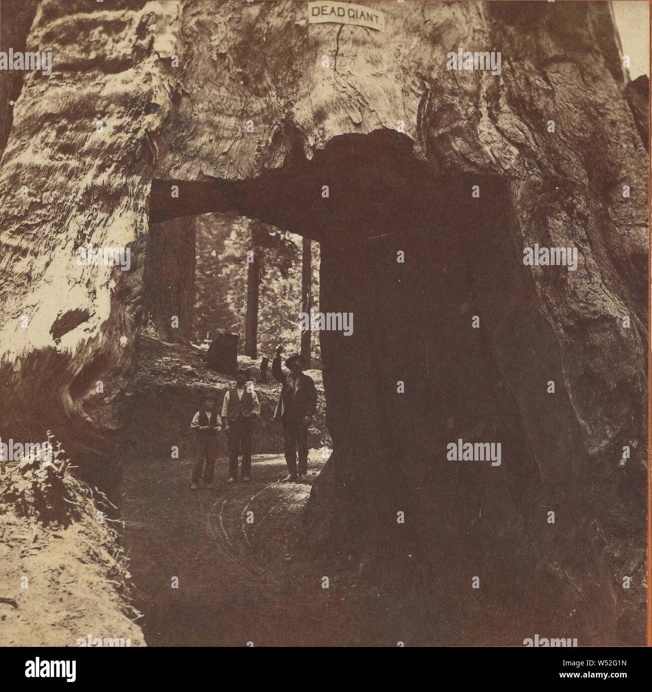 Toten Riesen, Tuolumne Grove, 30 ft. 8 in. Durchm., Big Oak flache Strecke zum Yosemite Tal., Carleton Watkins (American, 1829-1916), 1878, Eiweiß silber Drucken Stockfoto